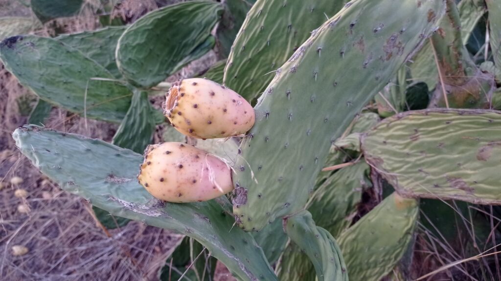 dva kaktusové fíky opuncie