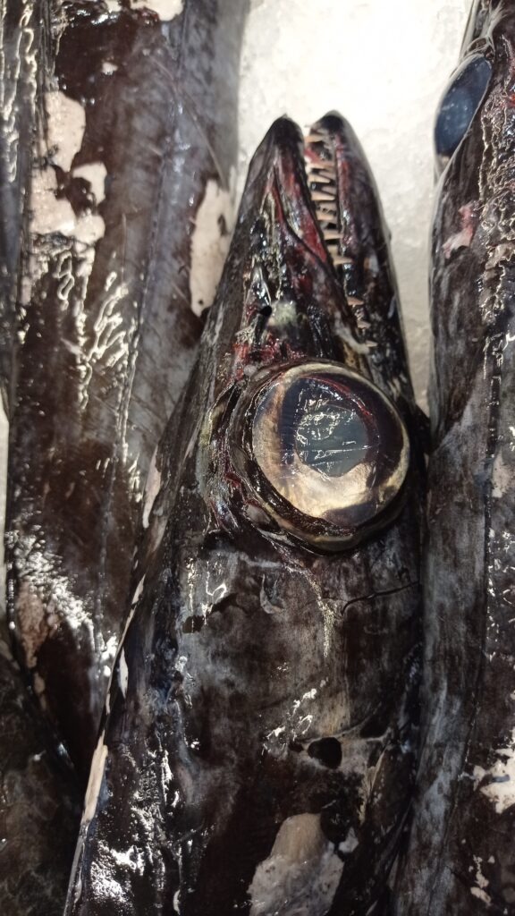 Černá ryba tkaničnice s velkým okem a ostrými zoubky