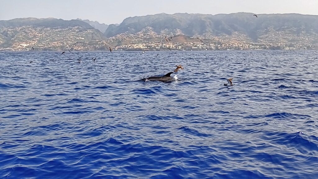 Delfín v oceánu a racci okolo
