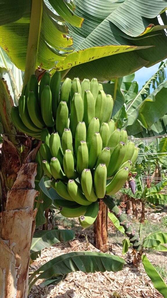Banánovník s dozrálými banány