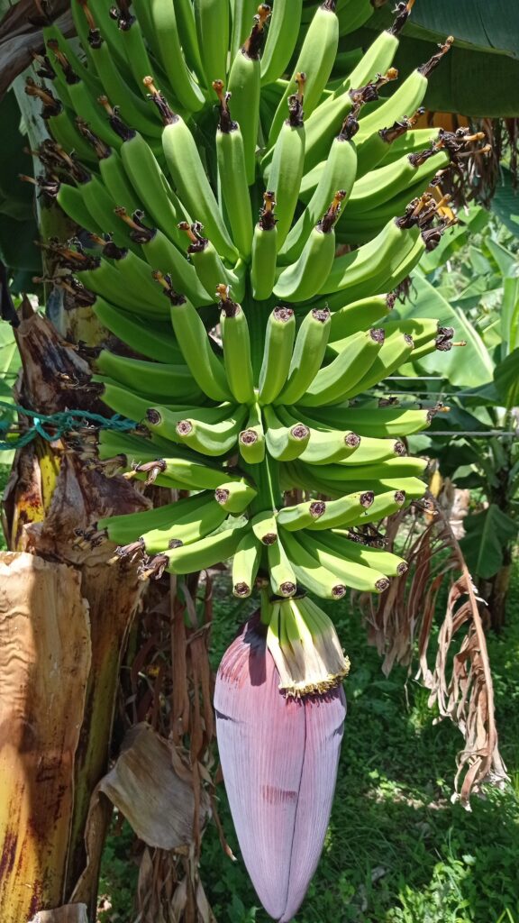 Banánovník
