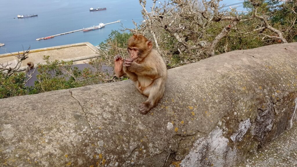 Gibraltar opice
