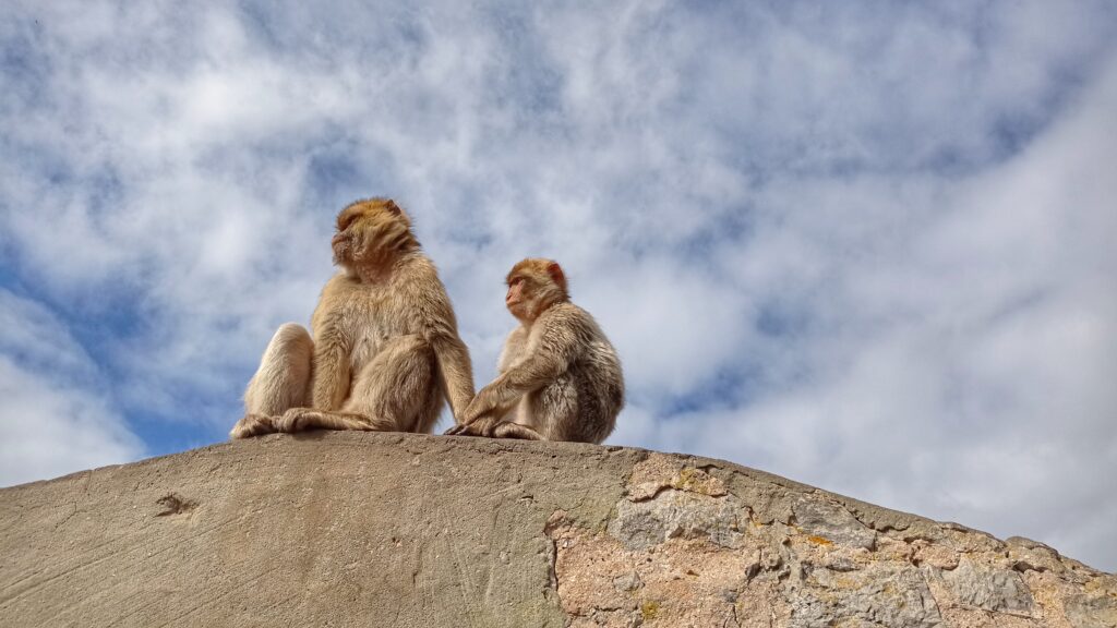 dvě opice sedící na zídce a obloha