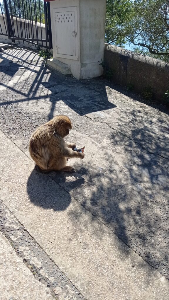 Gibraltar opice