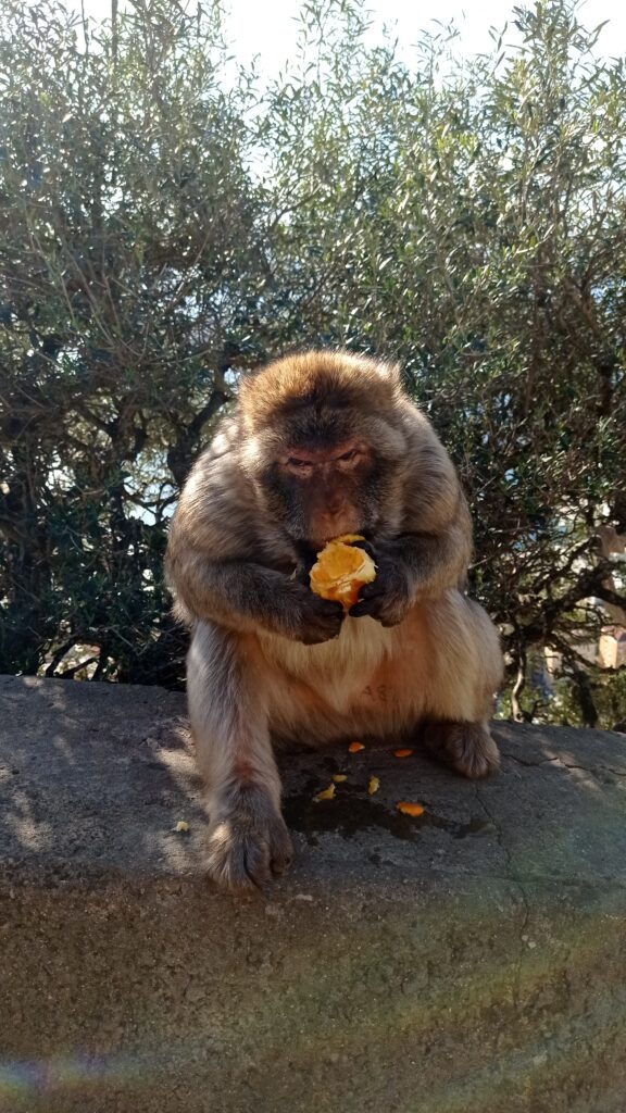 opice sedící na zídce a jí pomeranč