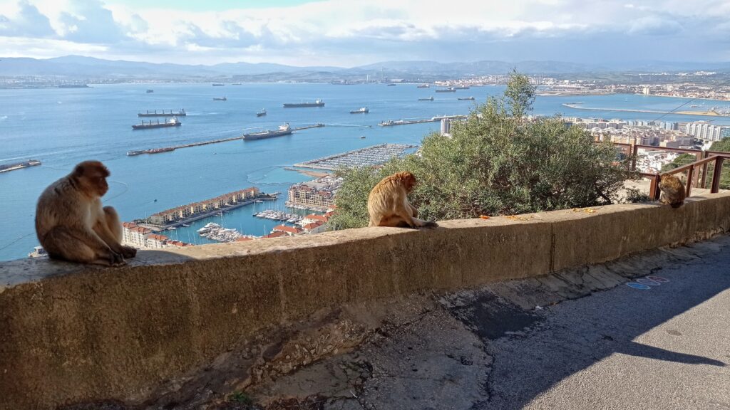 několik opic které sedí na zídce a výhled na moře