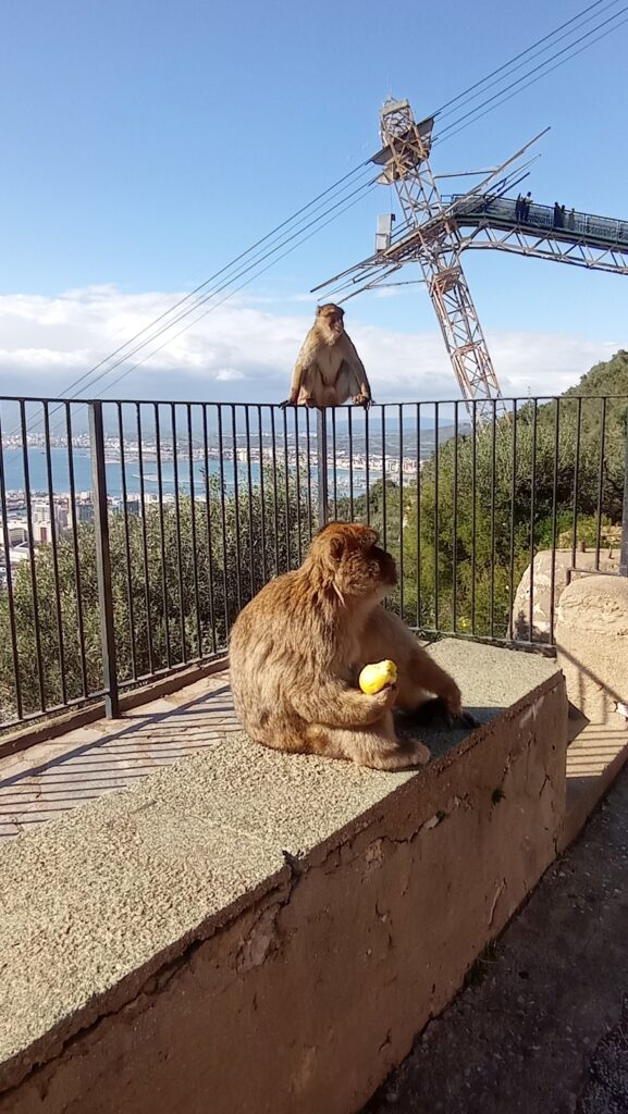 Opice sedící na zábradlí a opice s jablkem v ruce