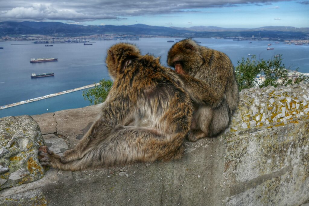 dvě opice sedící na zdi