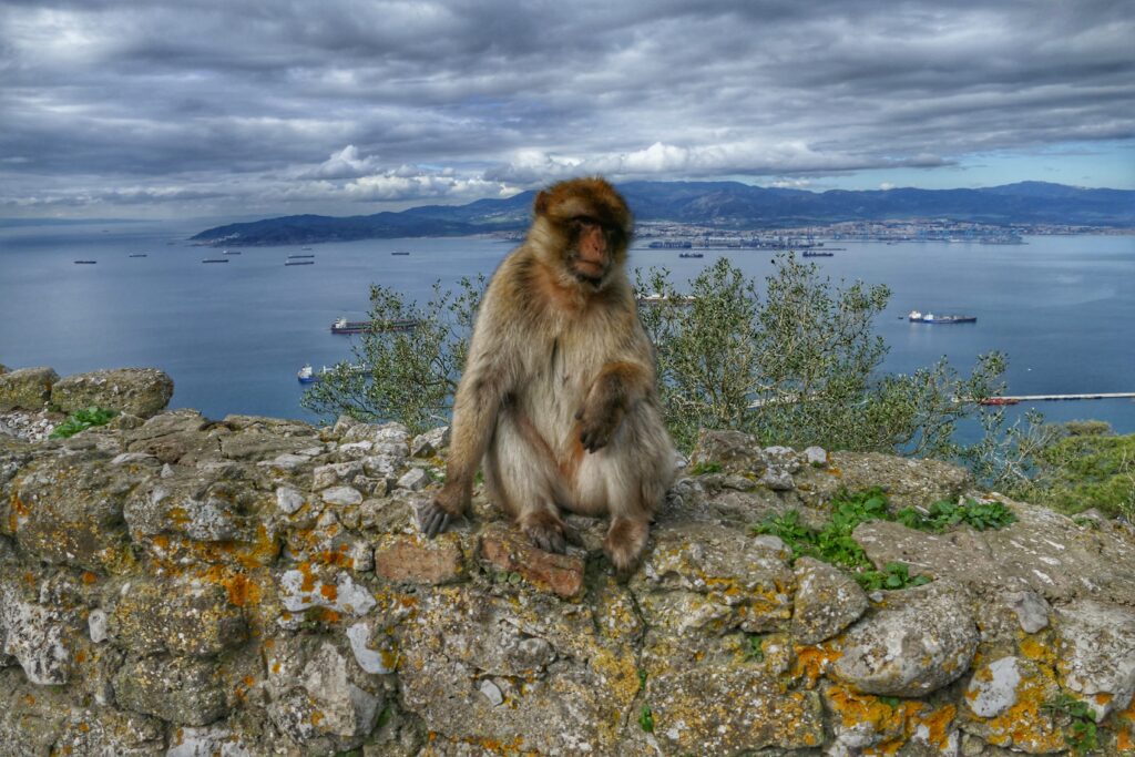 opice sedící na kamenné zídce a výhled na moře