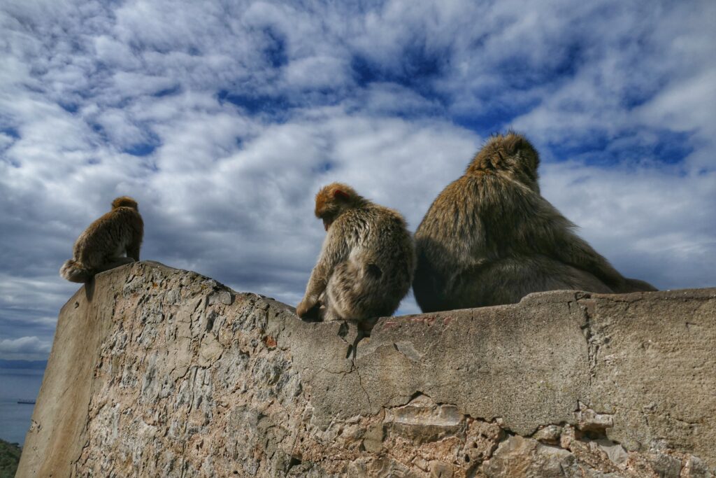 tři opice sedící na zídce