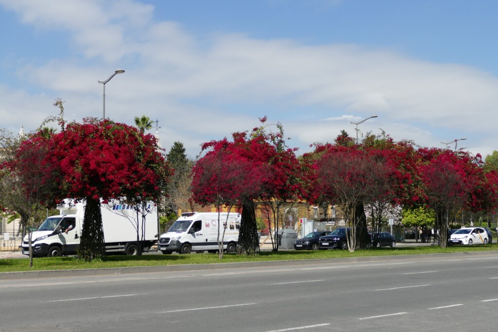silnice s auty a červeně kvetoucí stromy
