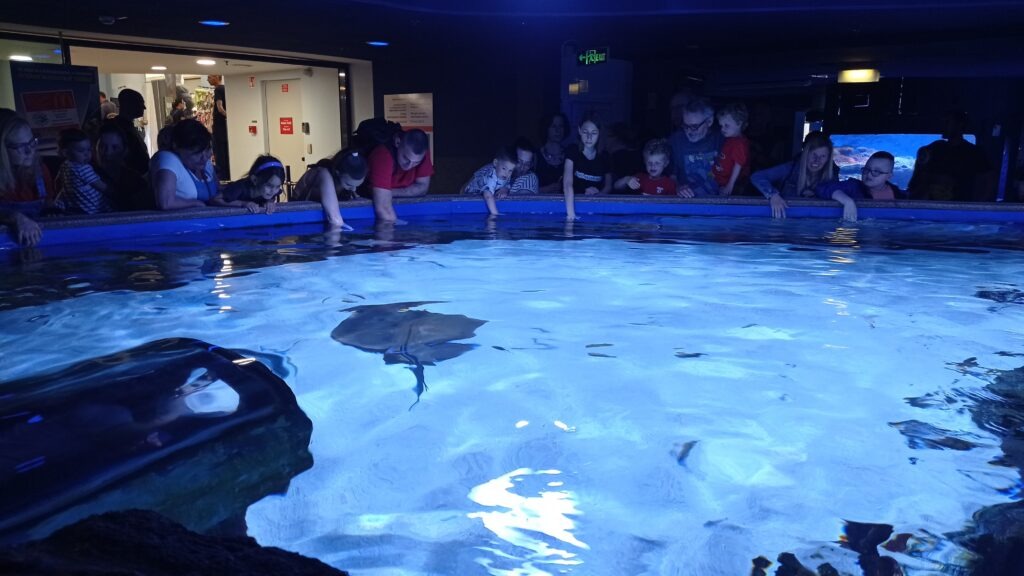 bazének s rejnoky a návštěvníci zoo kteří mají ruku v bazénku