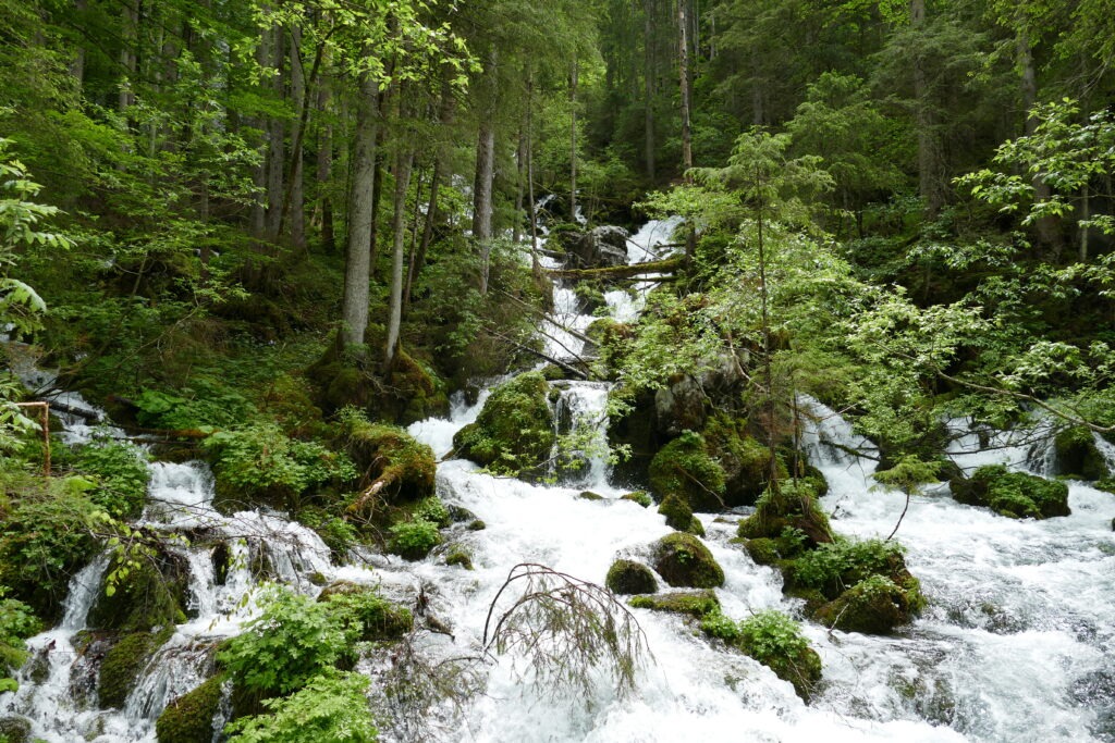 horská řeka a les