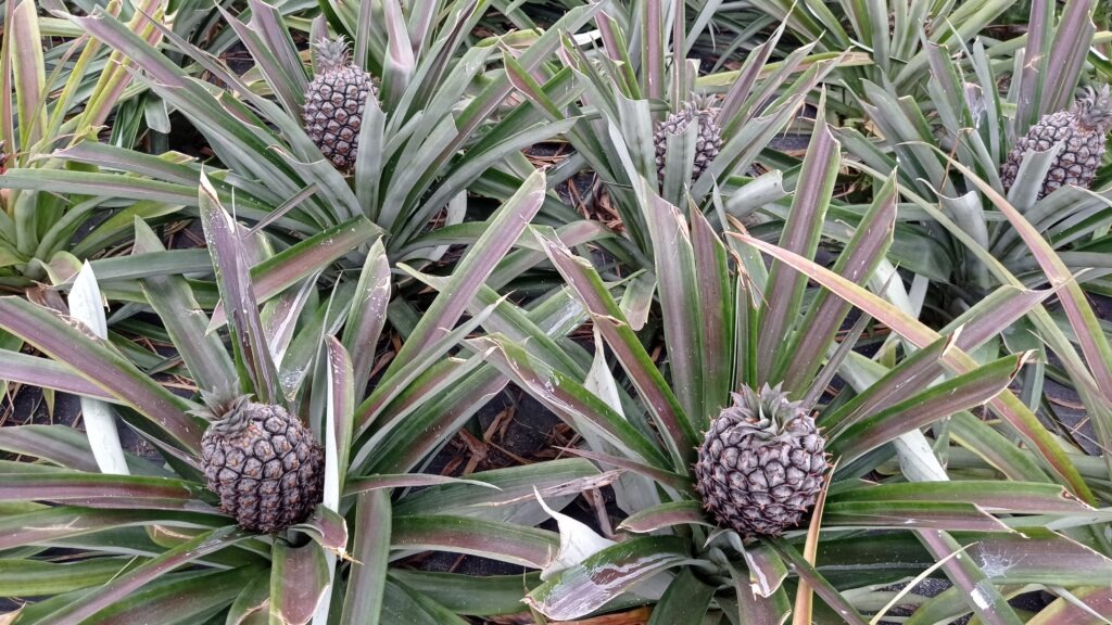 Ananasová plantáž
