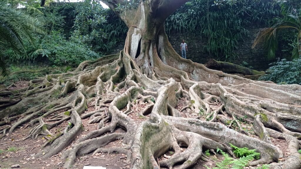 strom s obrovskými kořeny