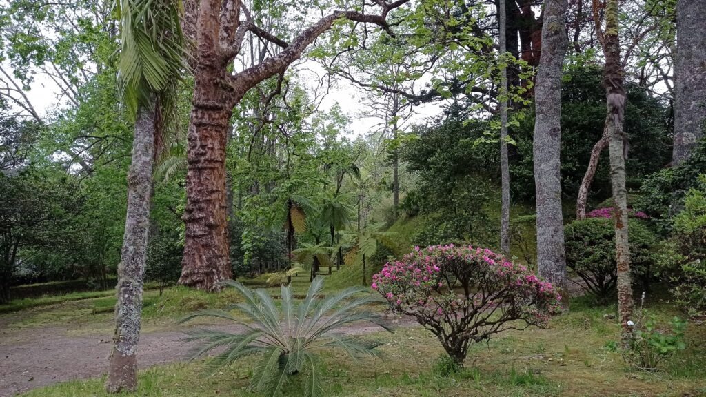 park s palmami a jinými stromy