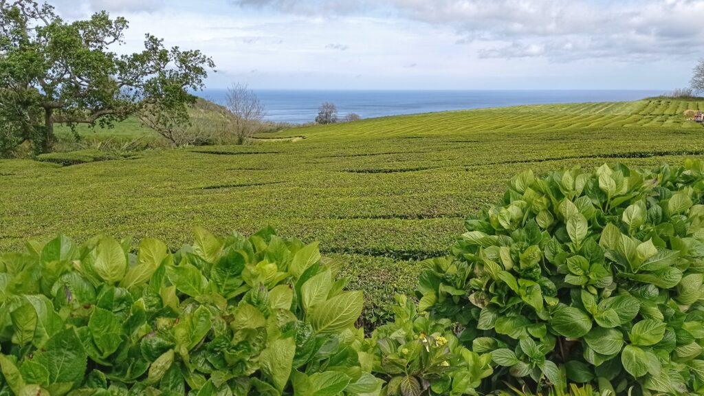 čajové plantáže na ostrově Sao Miguel