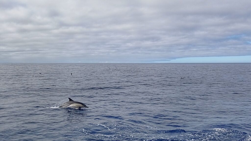 skákající delfín v oceánu