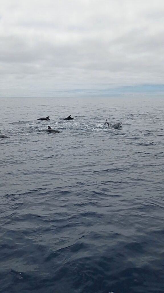 delfíni v oceánu