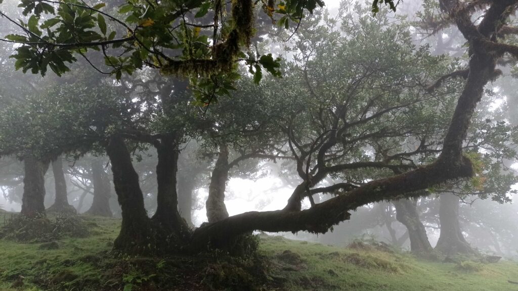 vavřínový les Fanal v mlze