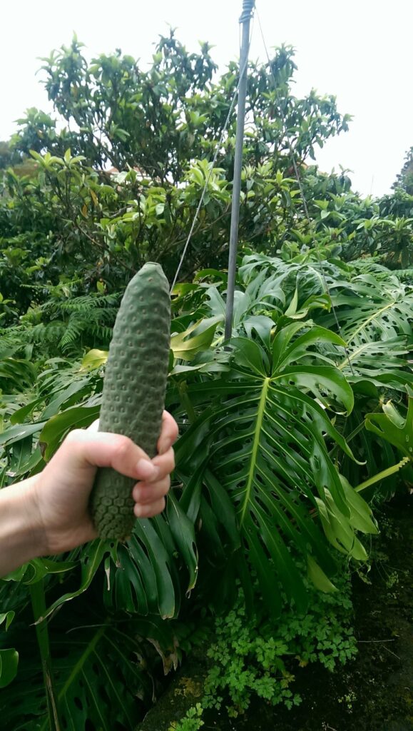 Monstera deliciosa