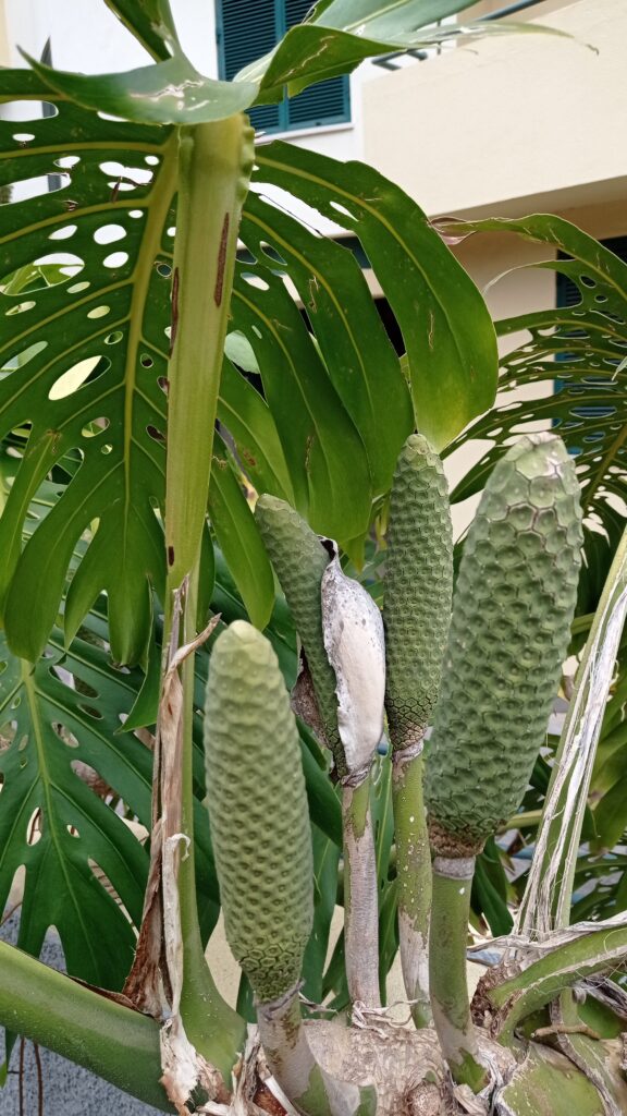 Monstera deliciosa