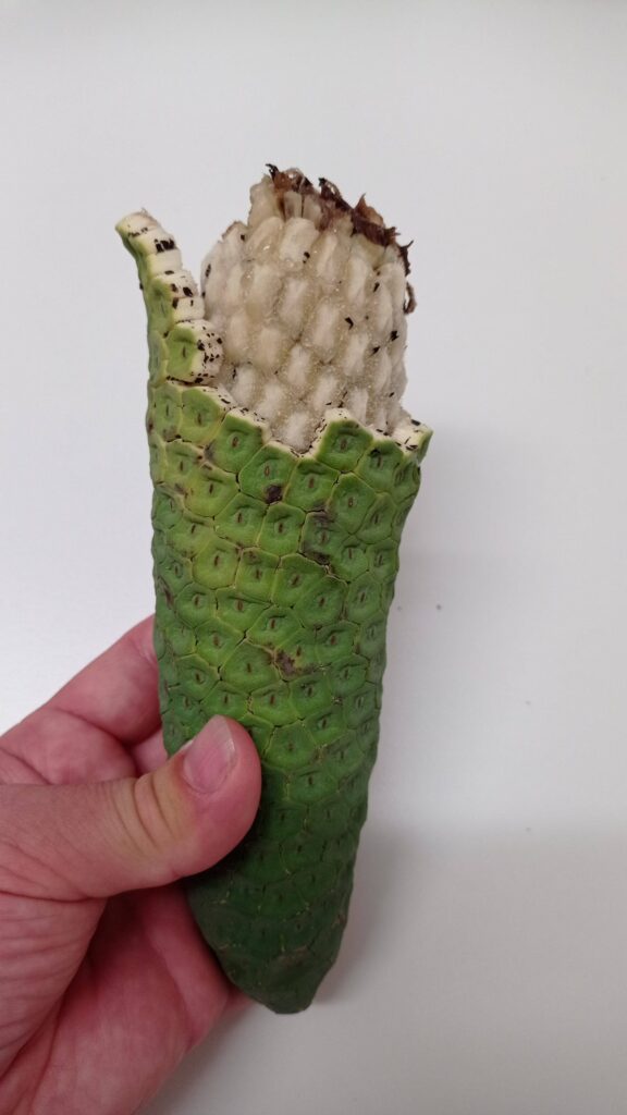 Monstera deliciosa