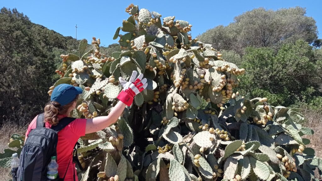 trhání kaktusových fíků pomocí rukavice
