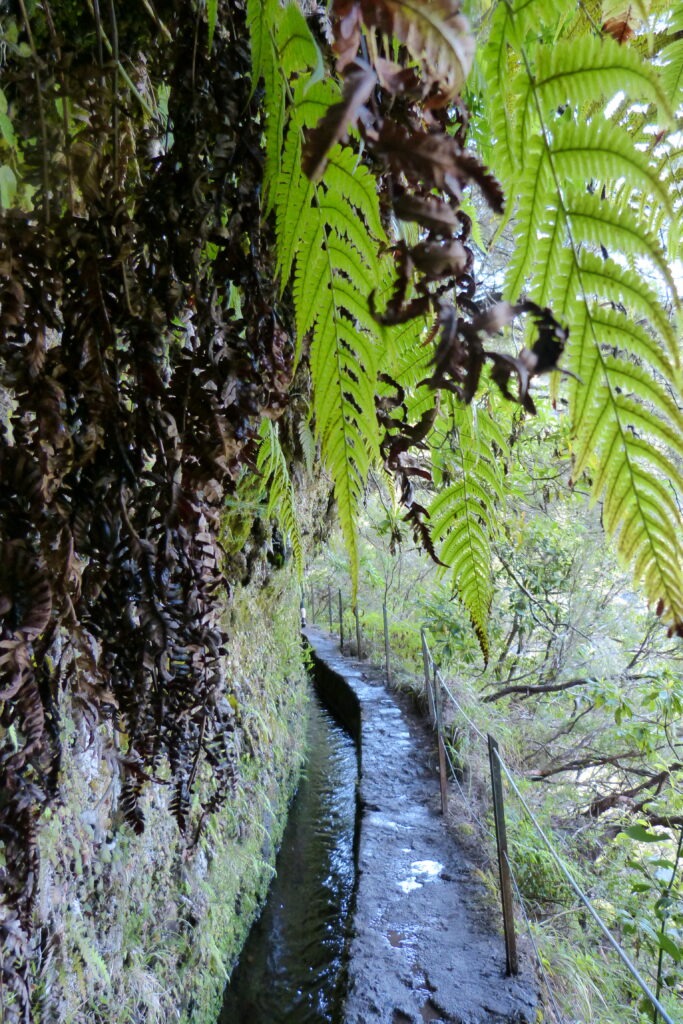 Levada na ostrově Madeira se zábradlím a kapradinami