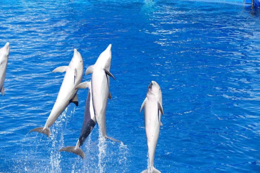Skákající delfíni v bazénu