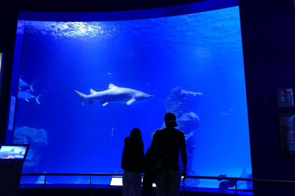 Akvárium se žralokem a siluety dvou lidí