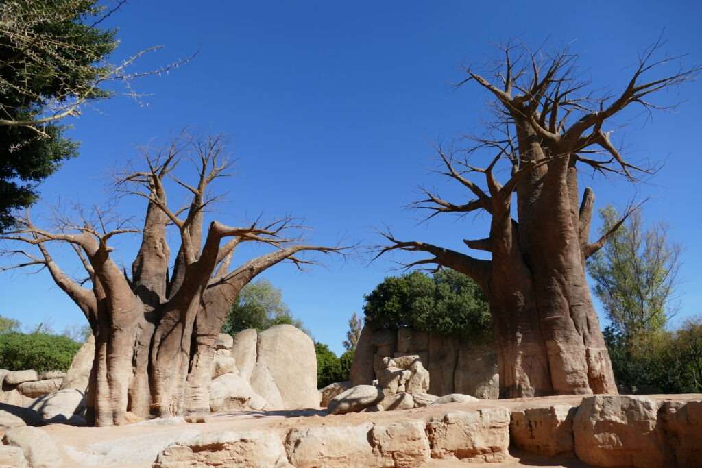 Dva obrovské baobaby a jasně modrá obloha