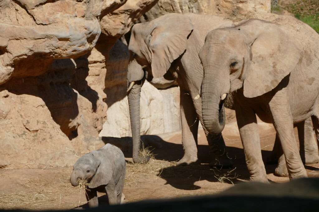 Dva dospělí sloni a jedno malé slůně