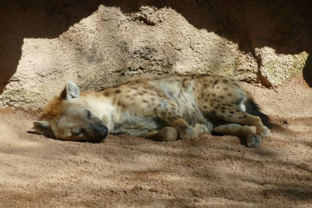 Spící hyena na písku