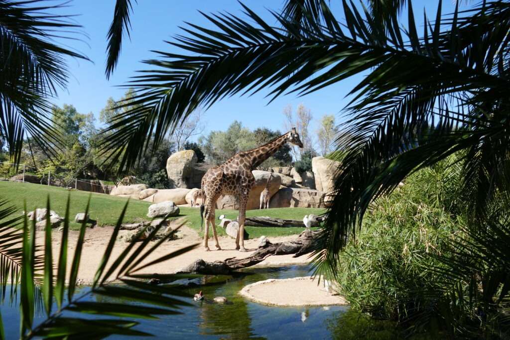 Žirafa a palmové listí v popředí