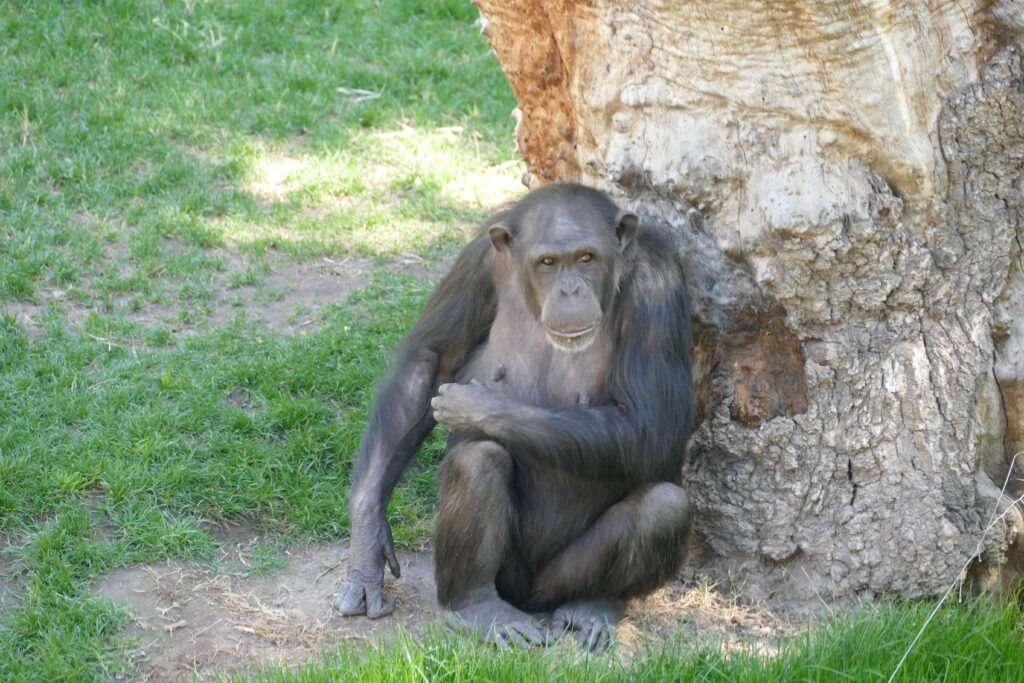 Šimpanz v zoo