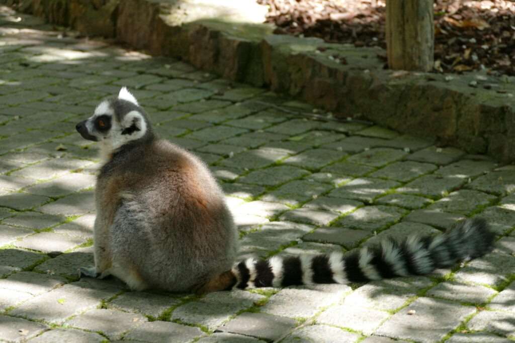 Lemur sedící na chodníku v zoo