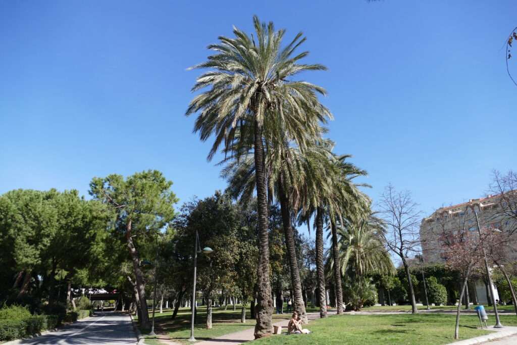 Park s palmami a jinými stromy
