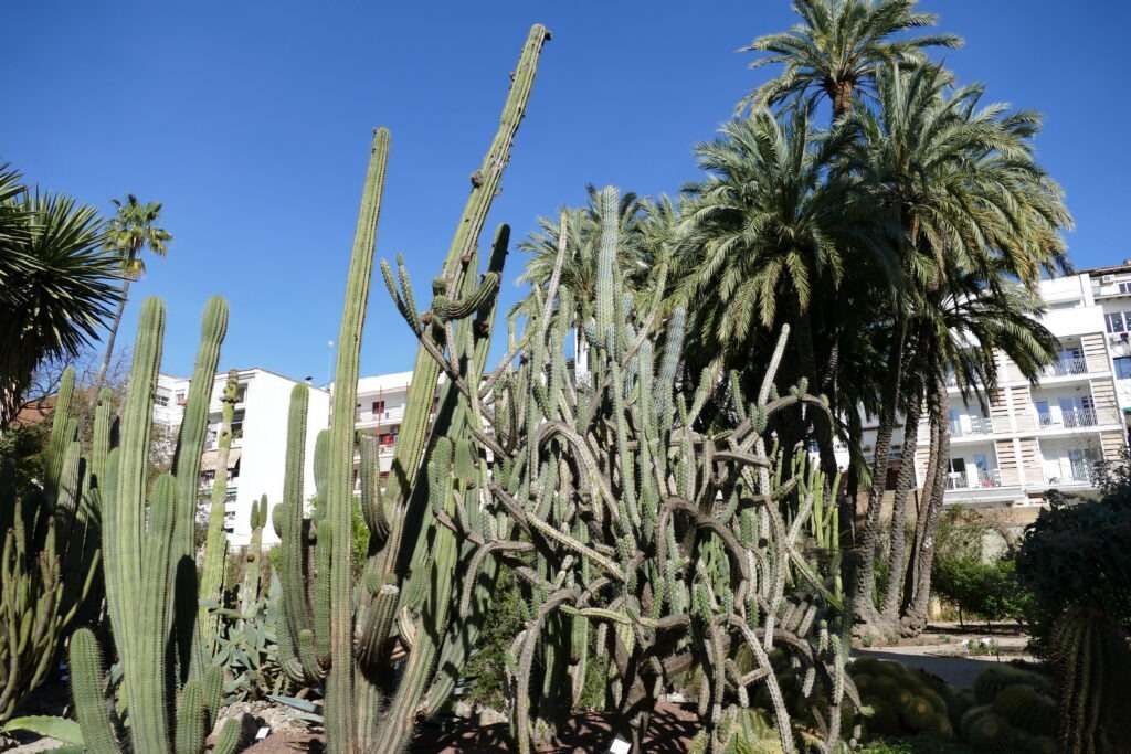 Různé druhy kaktusů v botanické zahradě