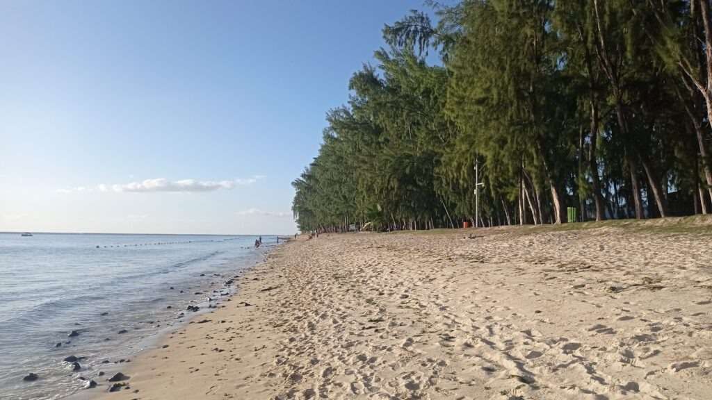 Dlouhá písečná pláž lemovaná stromy přesličníky