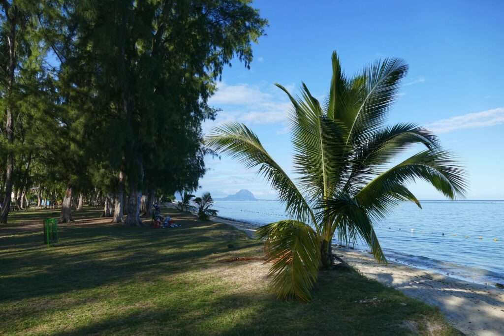 Pláž s palmou a trávníkem