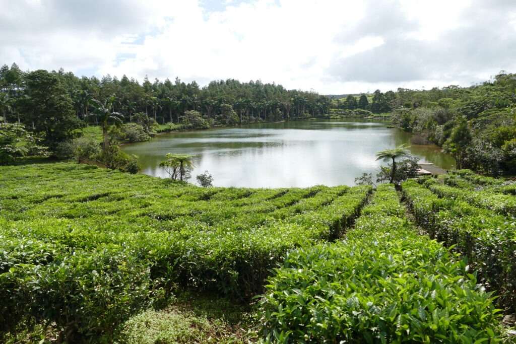 Pohled na čajovou plantáž a jezero