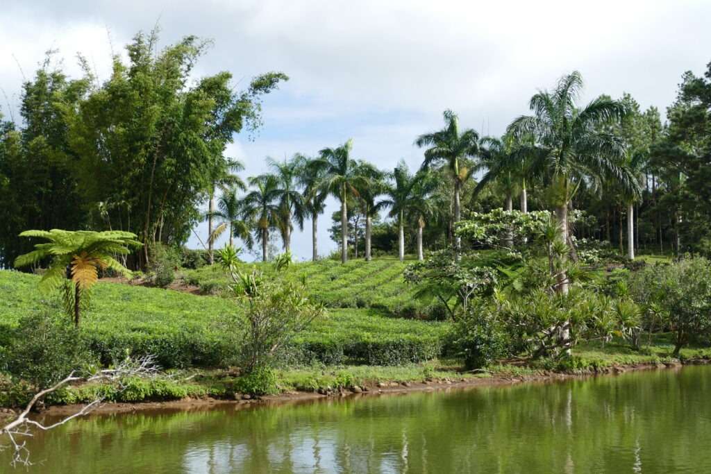 Pohled na čajovou plantáž a jezero a v dálce palmy