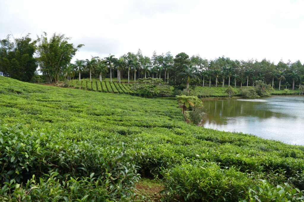 Pohled na čajovou plantáž a jezero