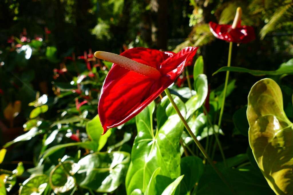 Červený květ kaly