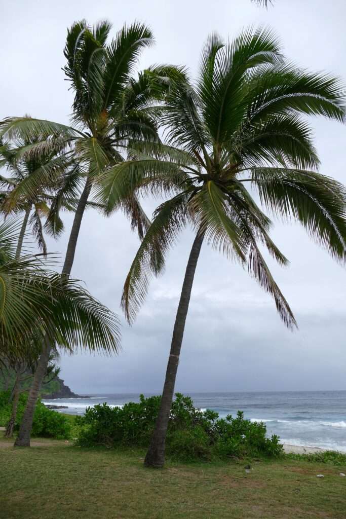 Exotická pláž s vysokými palmami a pískem