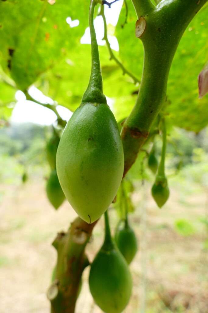 nezralé tamarillo na stromku