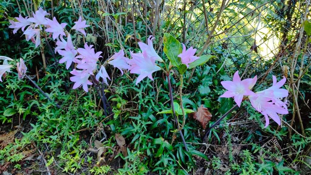 Květ Amaryllis belladonna