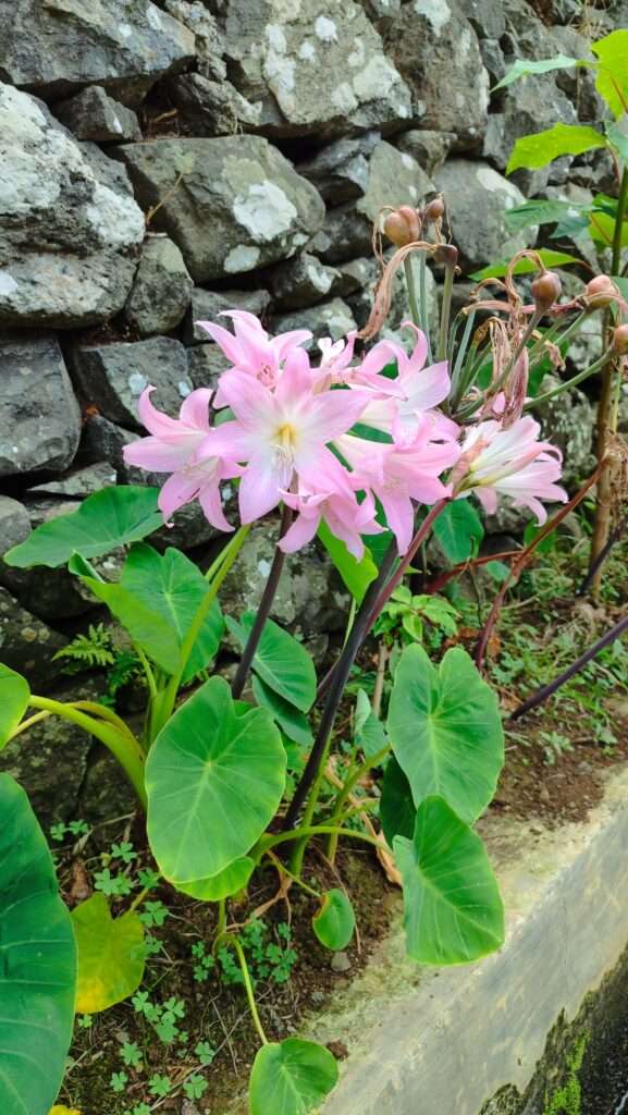 Květ Amaryllis belladonna