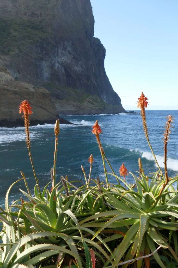 Vyhled na oceán, skálu a v popředí kvetoucí aloe vera